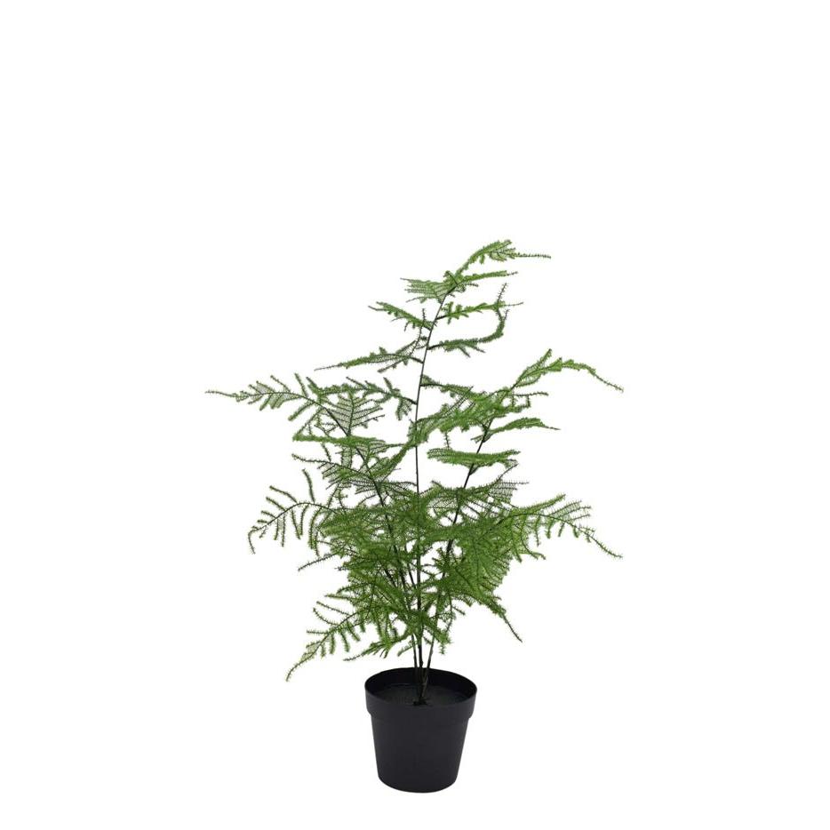 Asparagus Fern Potted 50cm - Destination Interiors
