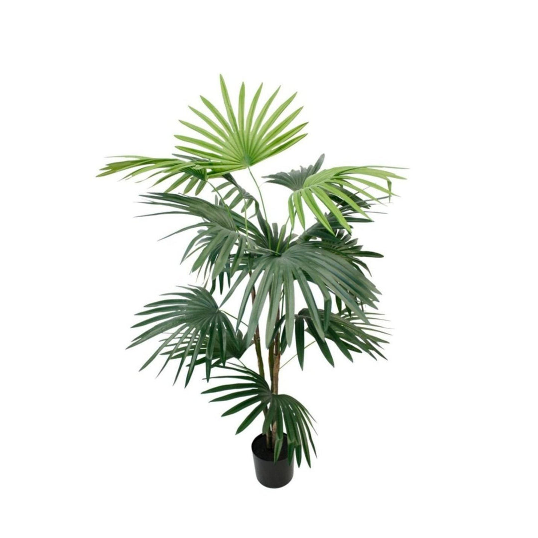 Fan Palm Potted 91cm - Destination Interiors