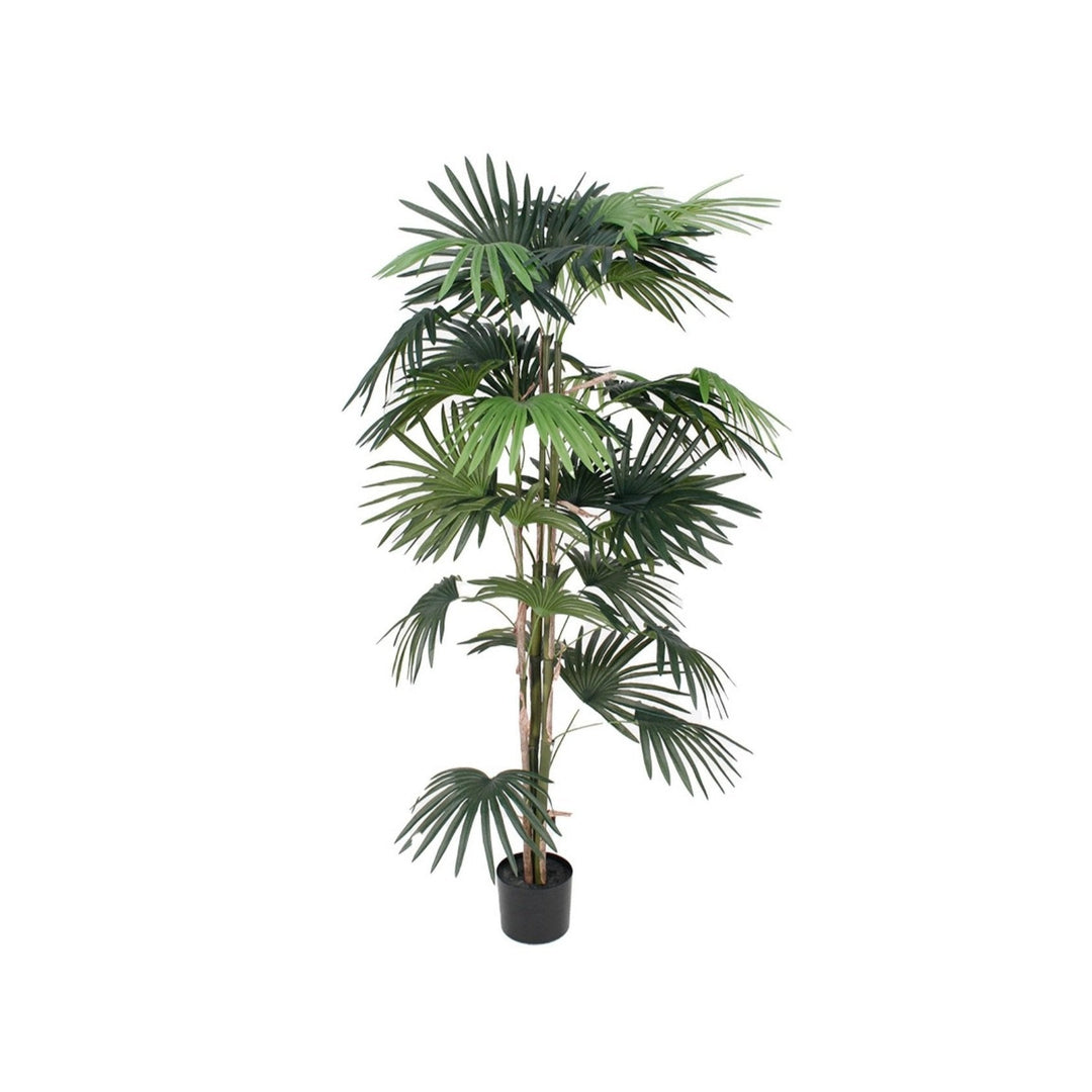 Fan Palm Potted 1.5m - Destination Interiors