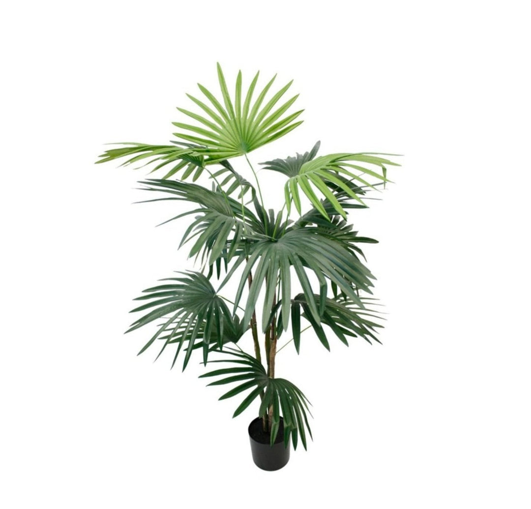 Fan Palm Potted 91cm - Destination Interiors