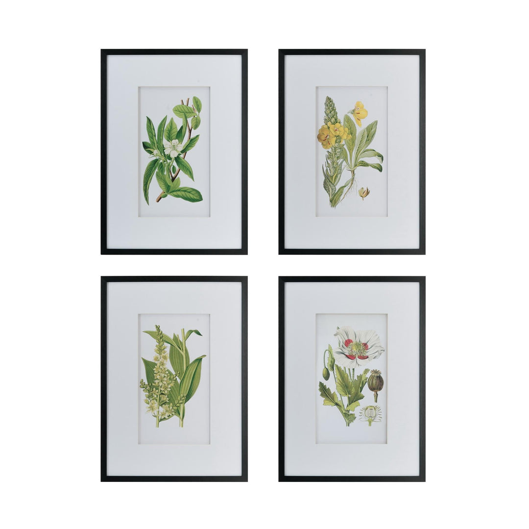 FLORES BOTANICAL PRINT SET/4 - PRE ORDER FOR LATE JULY DELIVERY - Destination Interiors