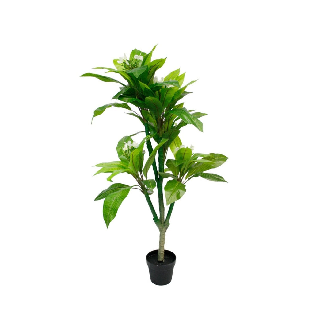 Frangipani Tree Potted 1.5m - Destination Interiors