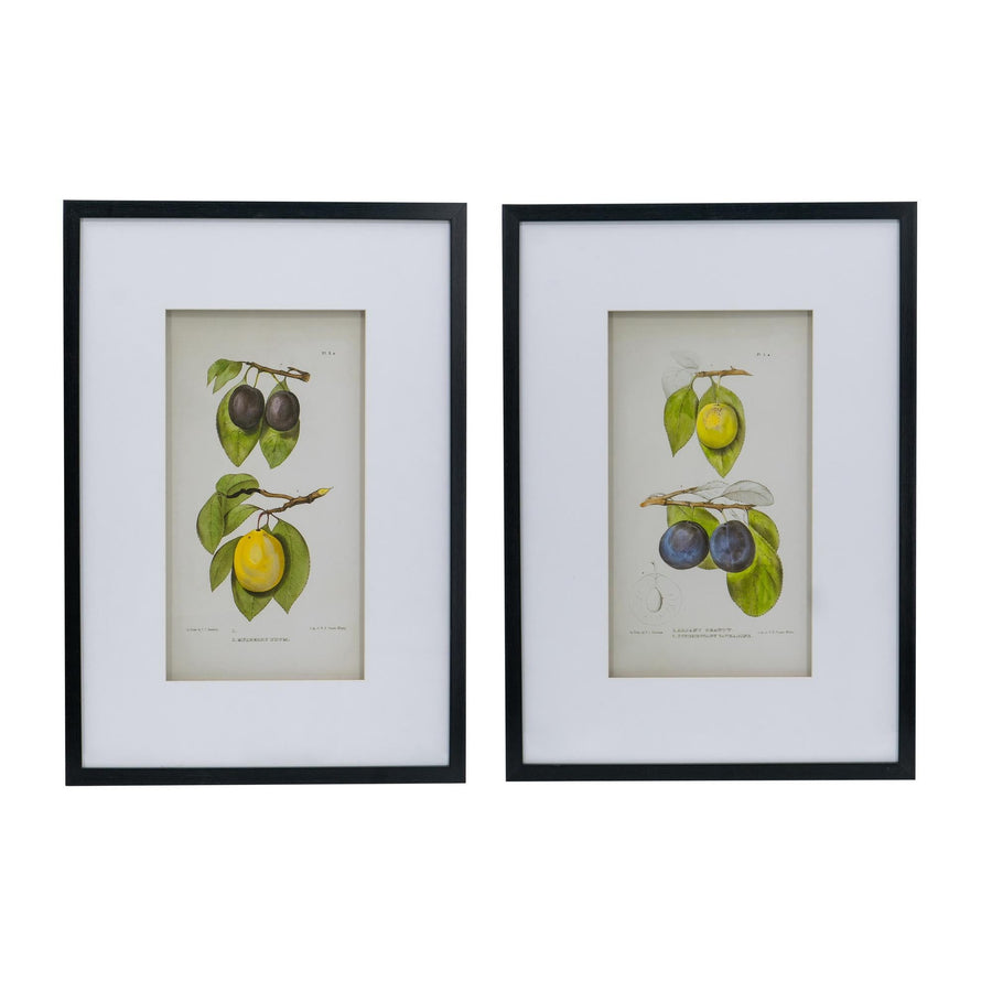FRUCTUS BOTANICAL PRINT SET/2 - PRE ORDER FOR LATE JULY DELIVERY - Destination Interiors