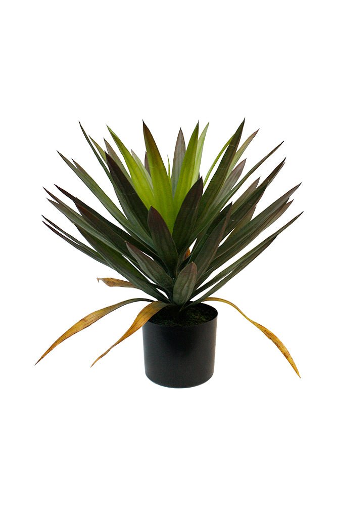 Phoenix Tailed Yucca Potted 50cm - Destination Interiors