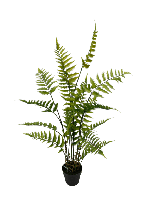 Potted Fern - Destination Interiors