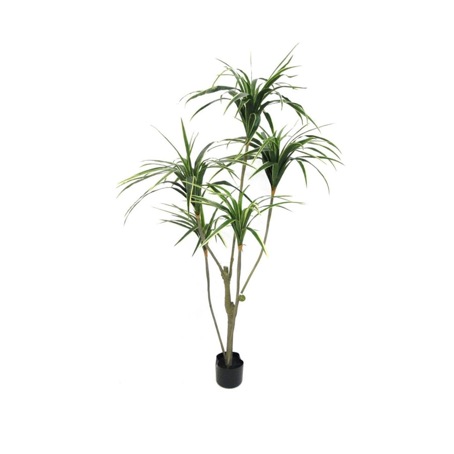 Potted Yellow Yucca 1.5m - Destination Interiors