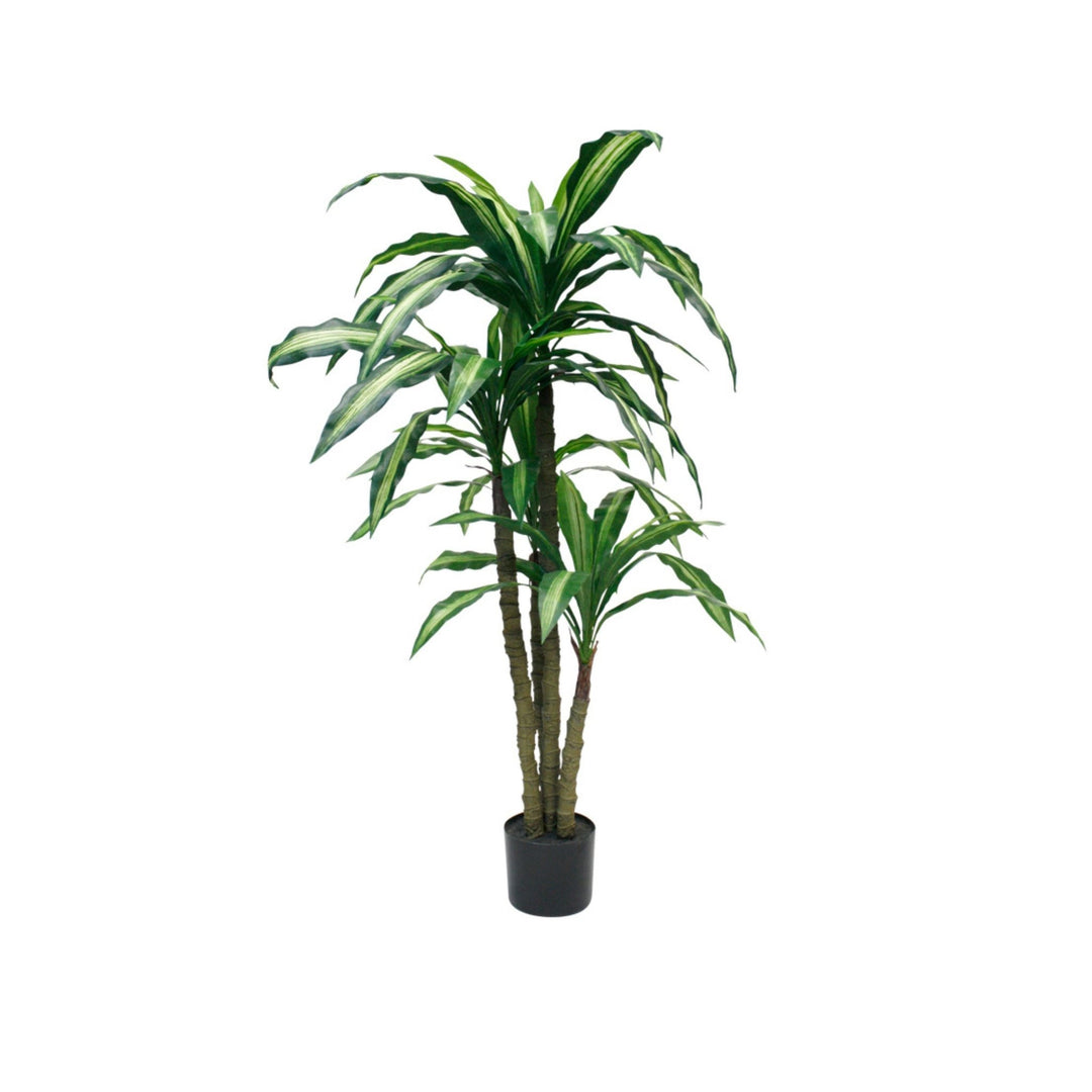 Variegated Dracaena Fragrans Potted 1.2m - Destination Interiors